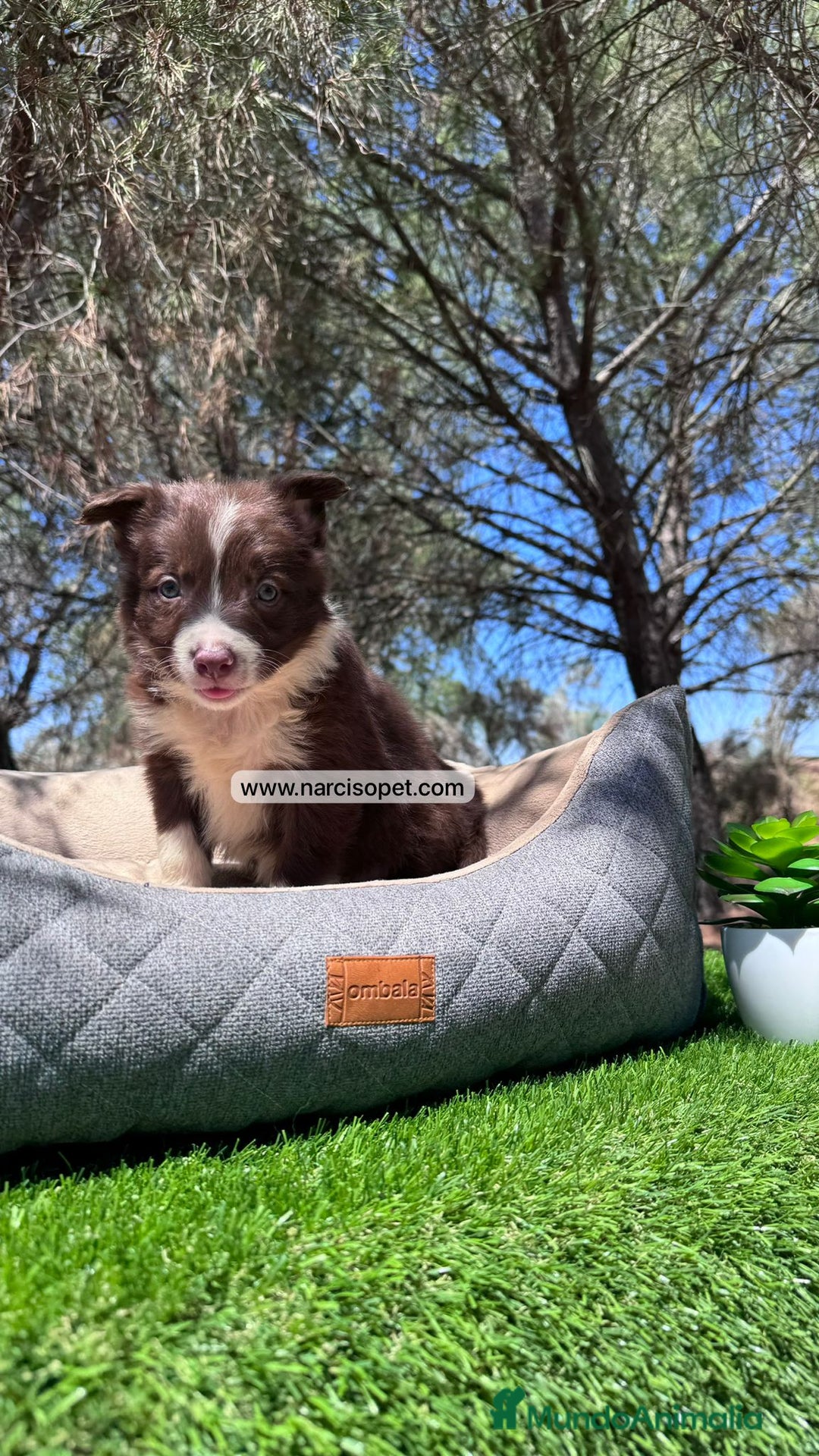 Border Collie perros en venta: BORDER COLLIE CHOCOLATE CAMADA - Imagen 4