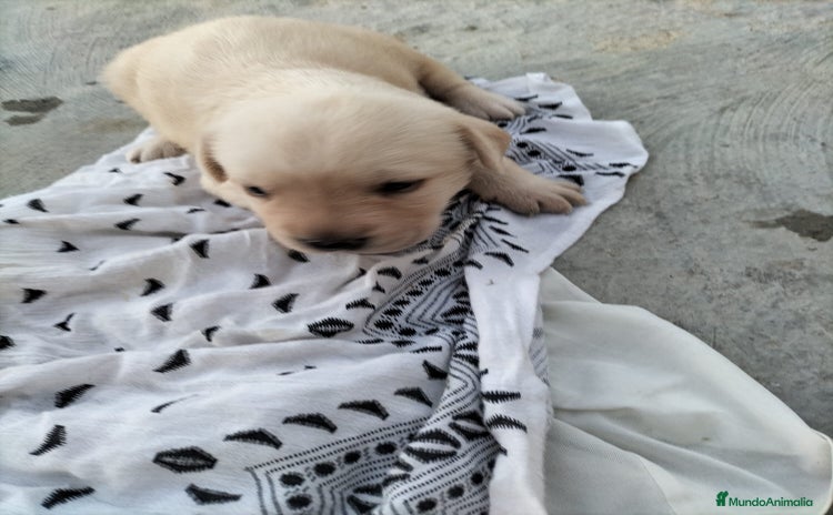Labrador Retriever perros - Anuncio 10