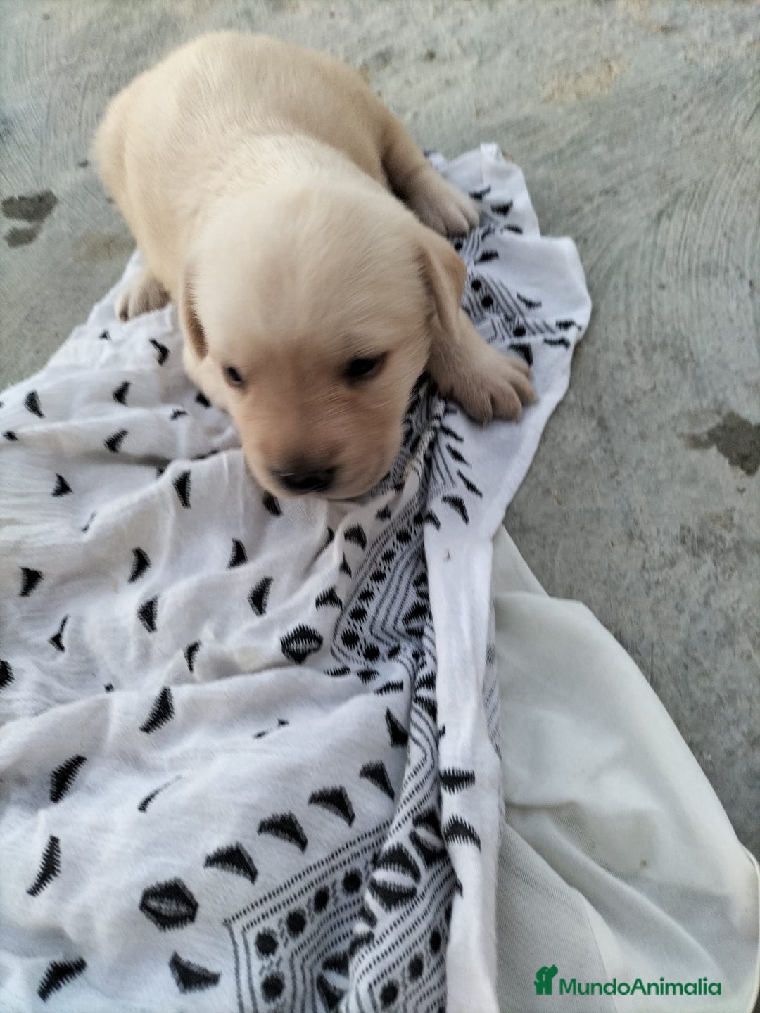 Labrador Retriever perros en venta: Labrador dorado - Imagen 1