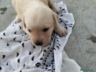 Labrador Retriever perros - Anuncio 1