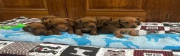 Teckel Miniatura perros en venta: Cachorros teckel miniatura pedigree - Anuncio 1