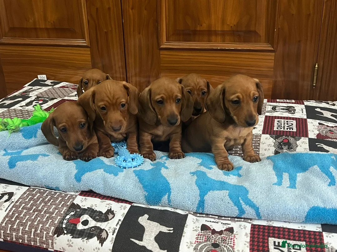 Teckel Miniatura perros en venta: Cachorros teckel miniatura pedigree - Anuncio 1