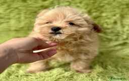 Maltipoo perros en venta: Maltipoo apricot - Imagen 10