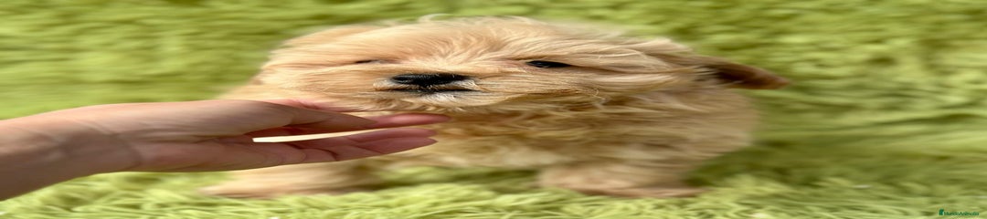 Maltipoo Cachorro 2