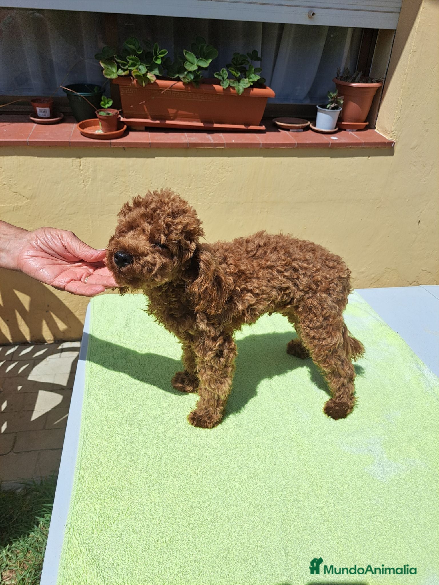 Caniche Enano perros Caniche mini - Anuncio 1