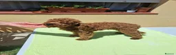 Caniche Enano perros en venta: Caniche mini - Anuncio 1