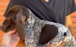 Braco Alemán de Pelo Corto perros en venta: Braco Alemán  - Imagen 4