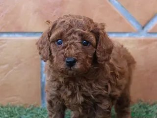 Caniche Toy perros CANICHE ROJO - Anuncio 1