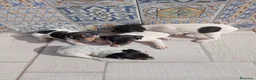 Ratonero Bodeguero Andaluz perros en venta: Bodegueros Jerezanos Alta Calidad Máxima  - Anuncio 9