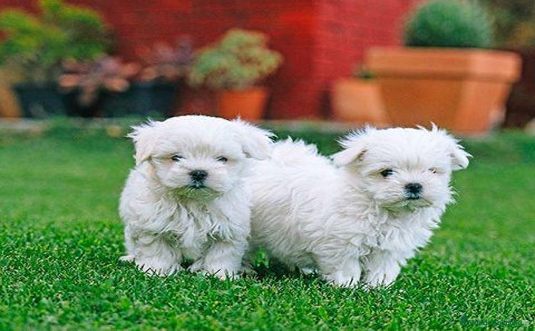 Bichón Maltés perros - Anuncio 4