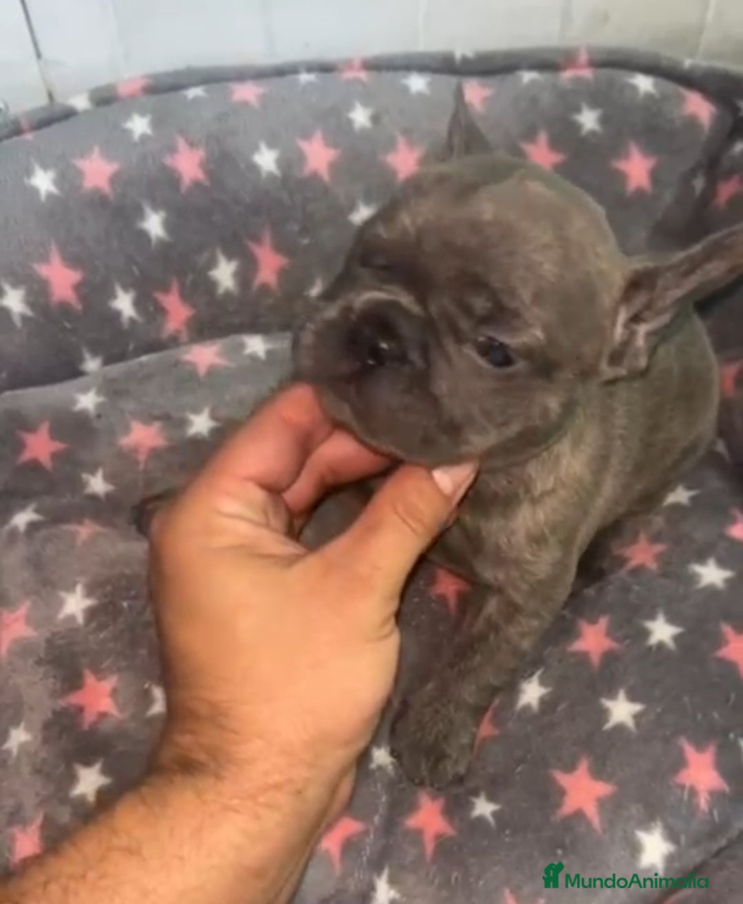 Bulldog Francés perros en venta: Bulldog francés - Imagen 4