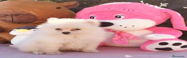 Pomerania 1