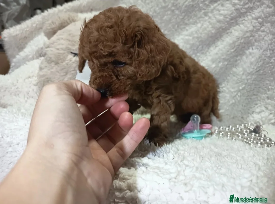 Caniche Enano perros en venta: ‼️‼️CANICHES 50% ASIÁTICOS - Anuncio 2