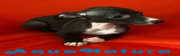 Pequeño Lebrel Italiano perros en venta: Lebrel Italiano Hembra 6224 de BN- AQUANATURA en Barcelona - Anuncio 2