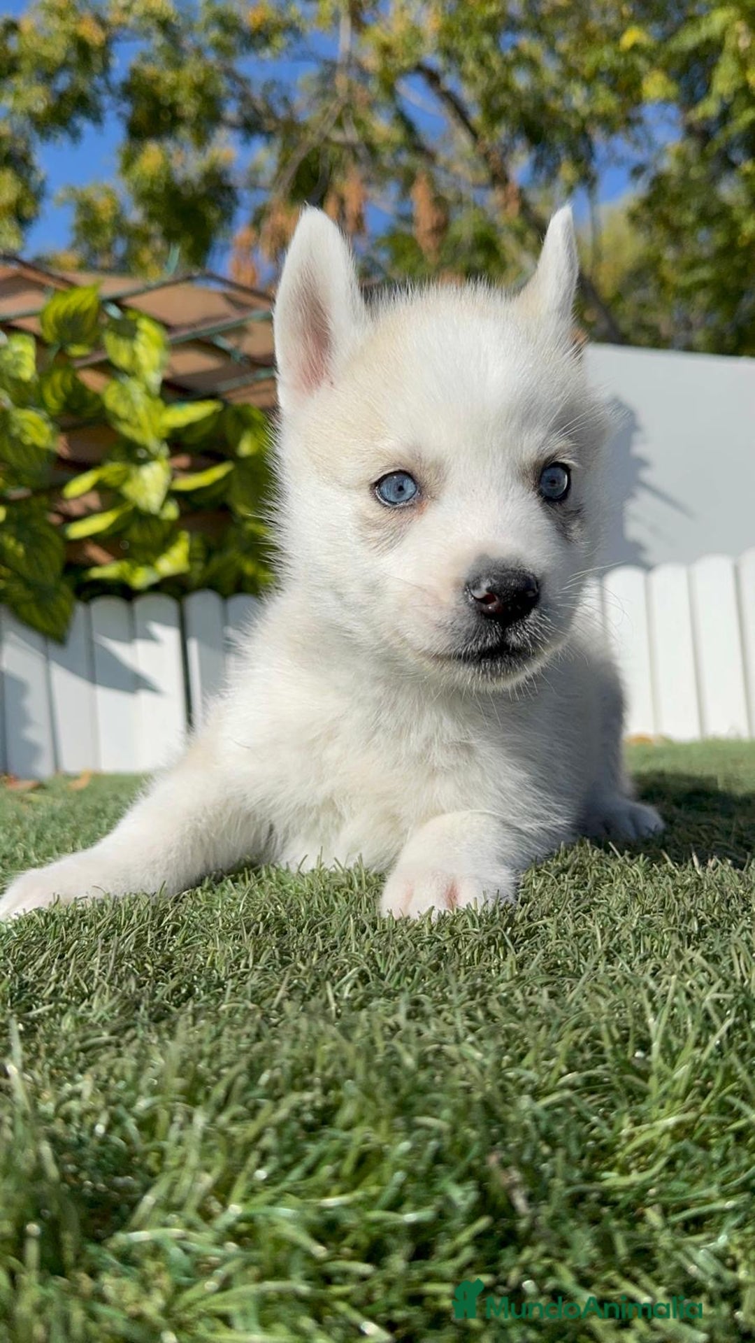 Husky Siberiano perros en venta: HUSKY SIBERIANO - Anuncio 12