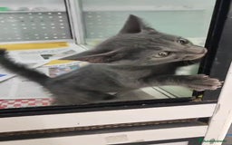 Cartujo gatos en venta: Cartujo  - Imagen 2