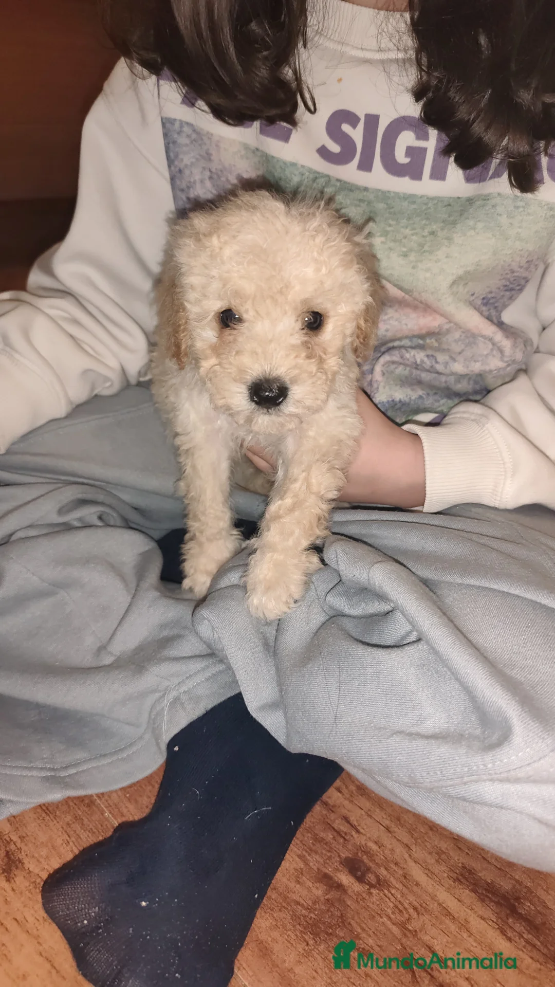 Caniche Toy perros en venta: Caniche toy 💛 apricot  - Anuncio 2