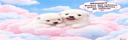 Pomerania perros en venta: CAMADA POMERANIAS CHIQUITINES  - Anuncio 6
