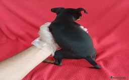 Pinscher Miniatura perros en venta: MiniPincher  - Imagen 3