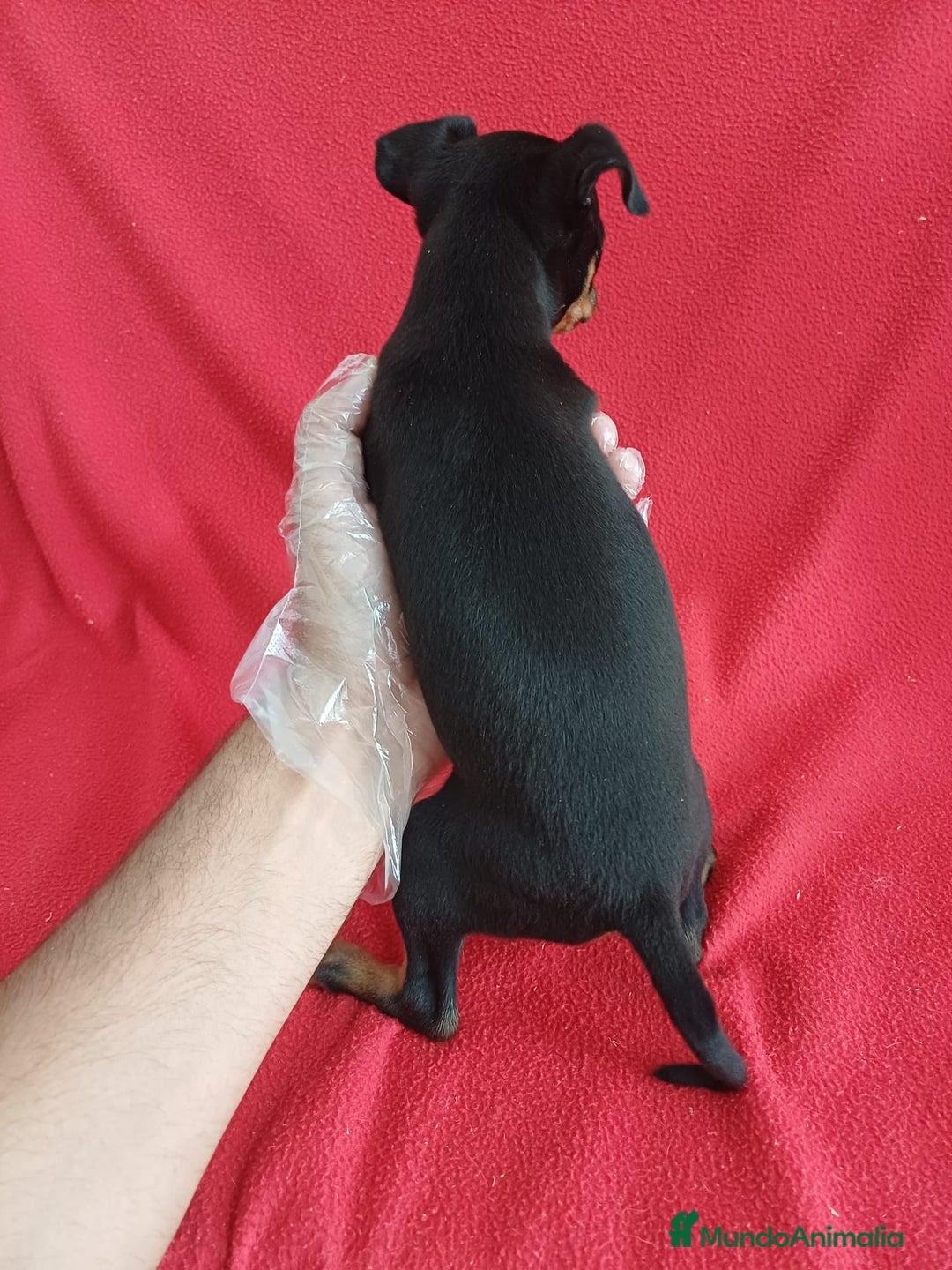 Pinscher Miniatura perros en venta: MiniPincher  - Imagen 3