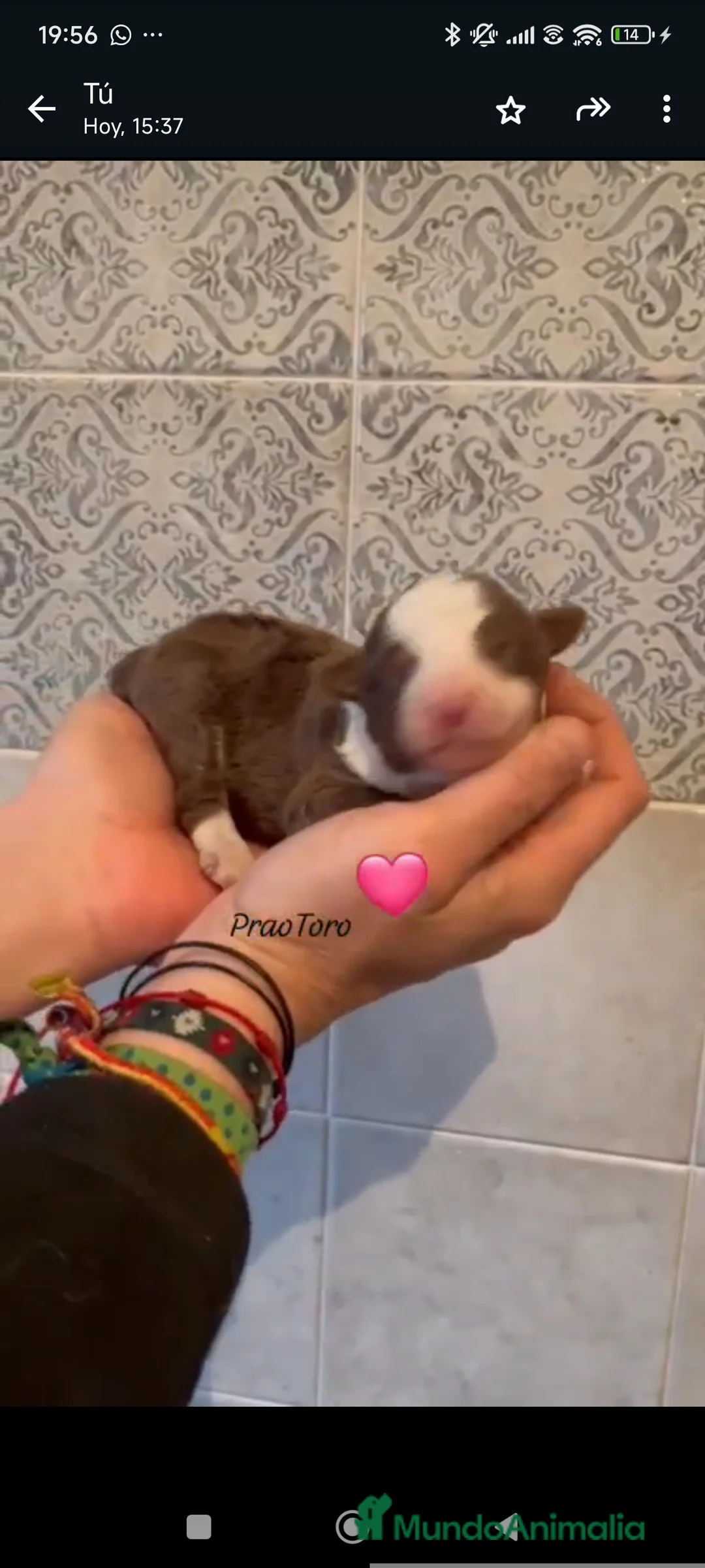 Perro de Agua Español perros en venta: Cachorros de perro de agua - Anuncio 3