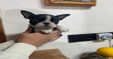 Boston Terrier perros - Anuncio 12