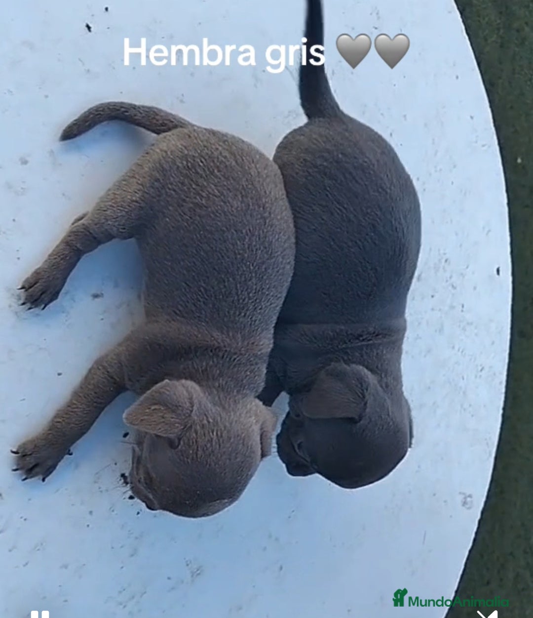 Chihuahua perros en venta: Chihuhua blue  - Anuncio 2