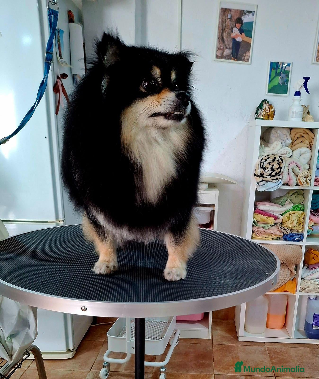 Pomerania perros Pomeranias adultos - Anuncio 2