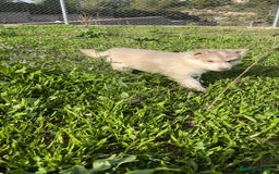 Husky Siberiano perros en venta: Husky SIBERIANO de calidad  - Imagen 12