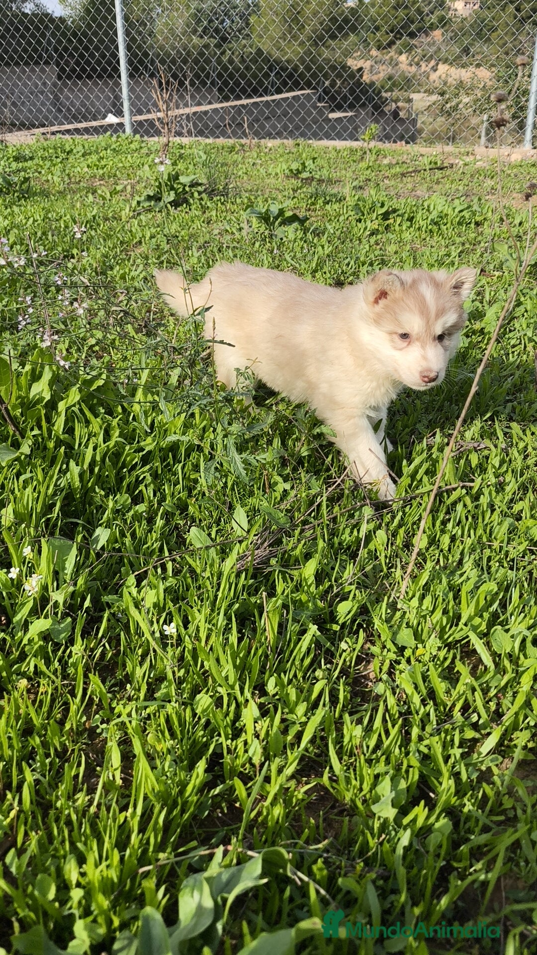Husky Siberiano perros en venta: Husky SIBERIANO de calidad  - Imagen 12