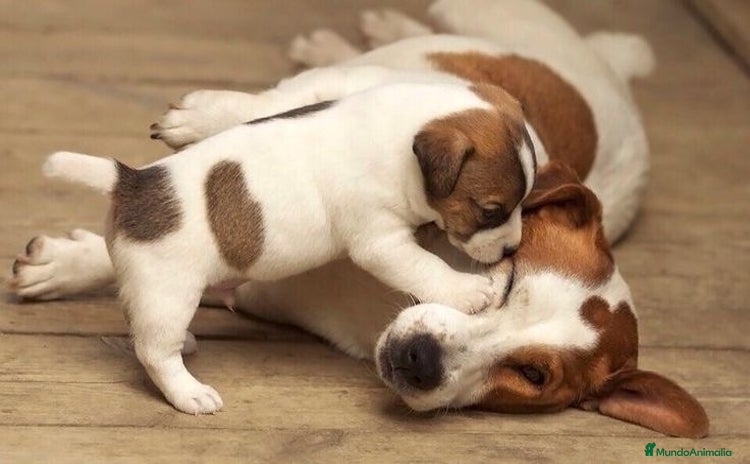 Jack Russell Terrier perros - Anuncio 1