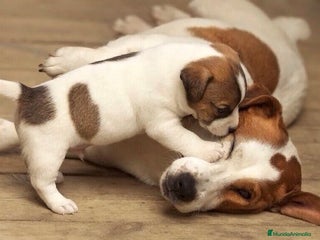 Jack Russell Terrier perros - Anuncio 14
