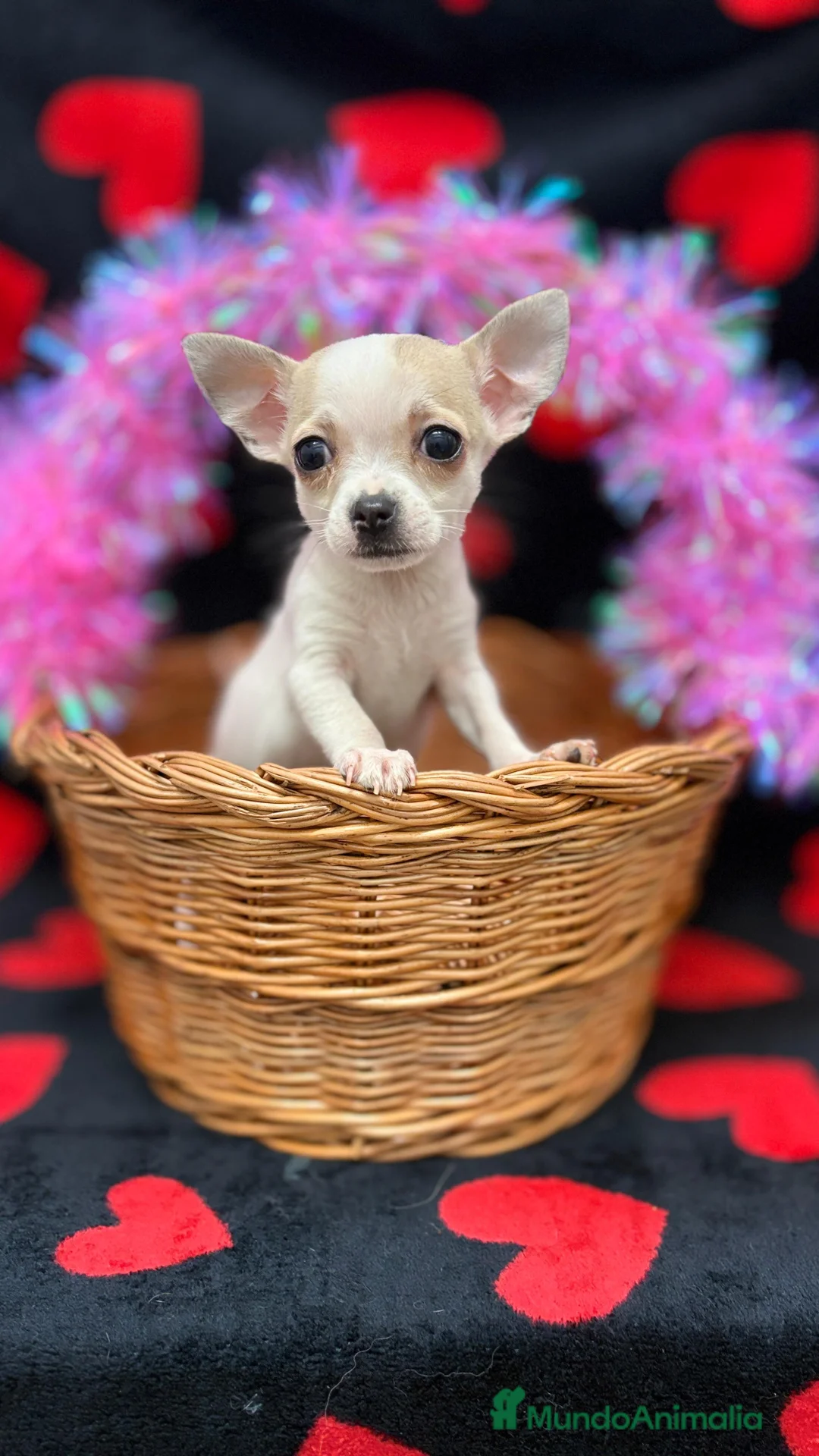 Chihuahua perros en venta: Chihuahuas varios colores  - Anuncio 3