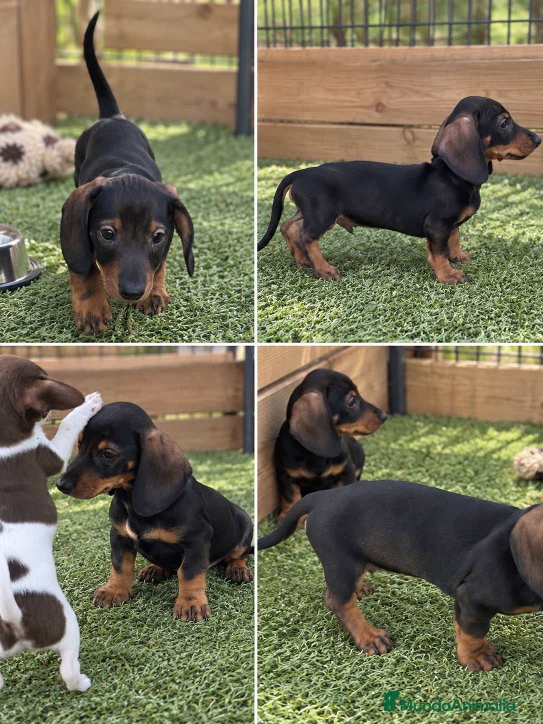 Teckel Miniatura perros Ultimo cachorro teckel - Anuncio 1