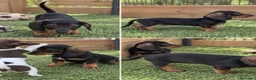Teckel Miniatura perros en venta: Ultimo cachorro teckel - Anuncio 1