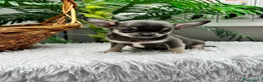 Chihuahua 1
