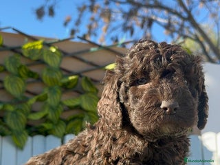 Perro de Agua Español perros PERRO DE AGUA ESPAÑOL MACHO - Anuncio 23