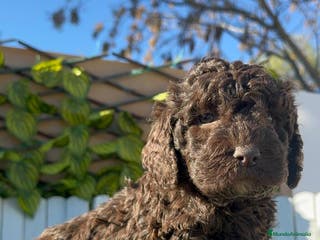 Perro de Agua Español perros PERRO DE AGUA ESPAÑOL MACHO - Anuncio 29