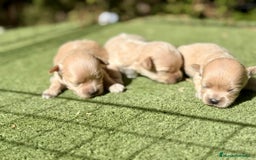 Maltipoo perros en venta: Maltipoo Toy preciosos  - Imagen 2