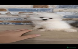 Pomerania perros en venta: pomerania macho toy blanco - Imagen 2