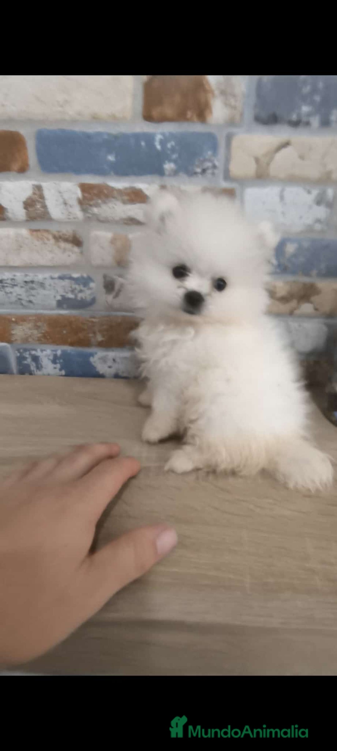 Pomerania perros en venta: pomerania macho toy blanco - Imagen 2