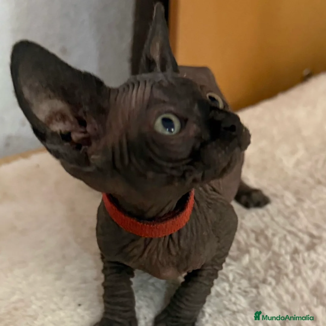 Sphynx gatos en venta: Sphynx  - Anuncio 2