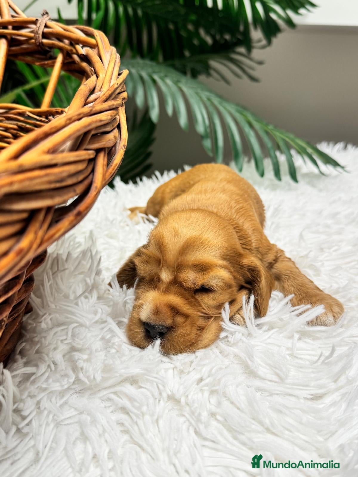 Cocker Spaniel Inglés perros en venta: COCKER SPANIEL INGLES - Anuncio 15