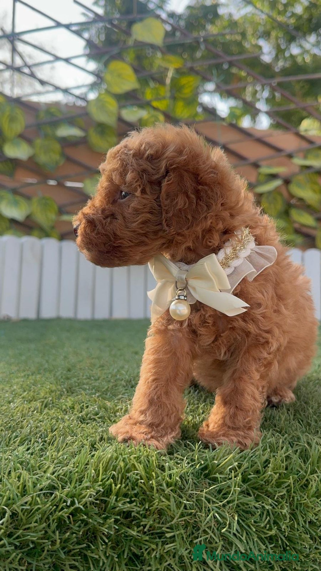 Caniche Toy perros en venta: CANICHE TOY EN SEVILLA, ENVIO A TODA ESPAÑA - Imagen 16
