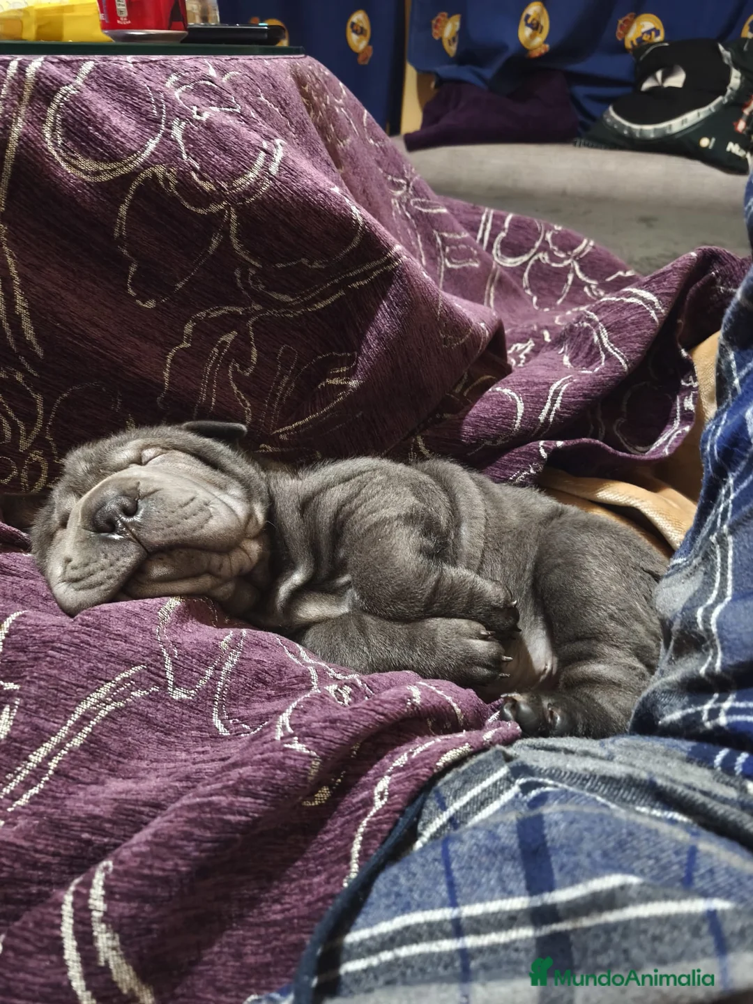 Imagen de galería {{count}}