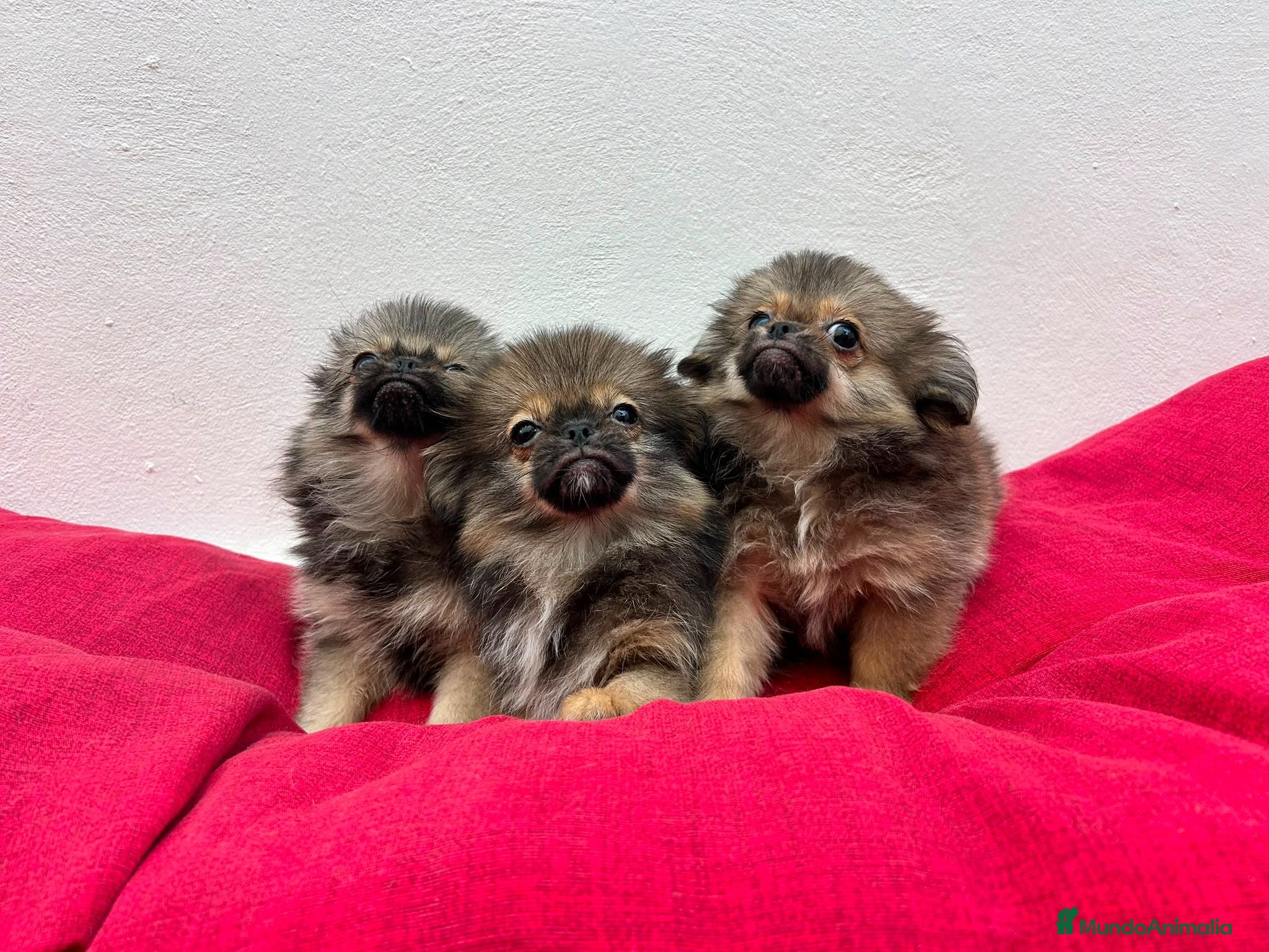 Pekinés perros Pekines - Anuncio 1