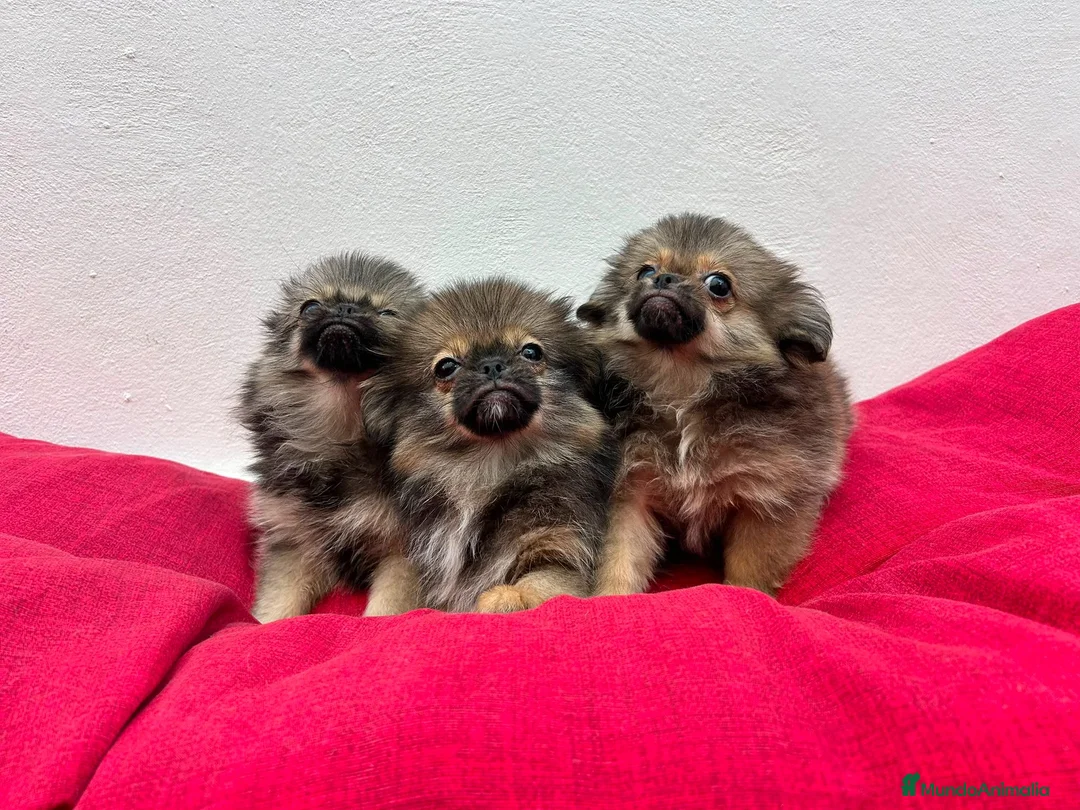 Pekinés perros en venta: Pekines - Anuncio 1
