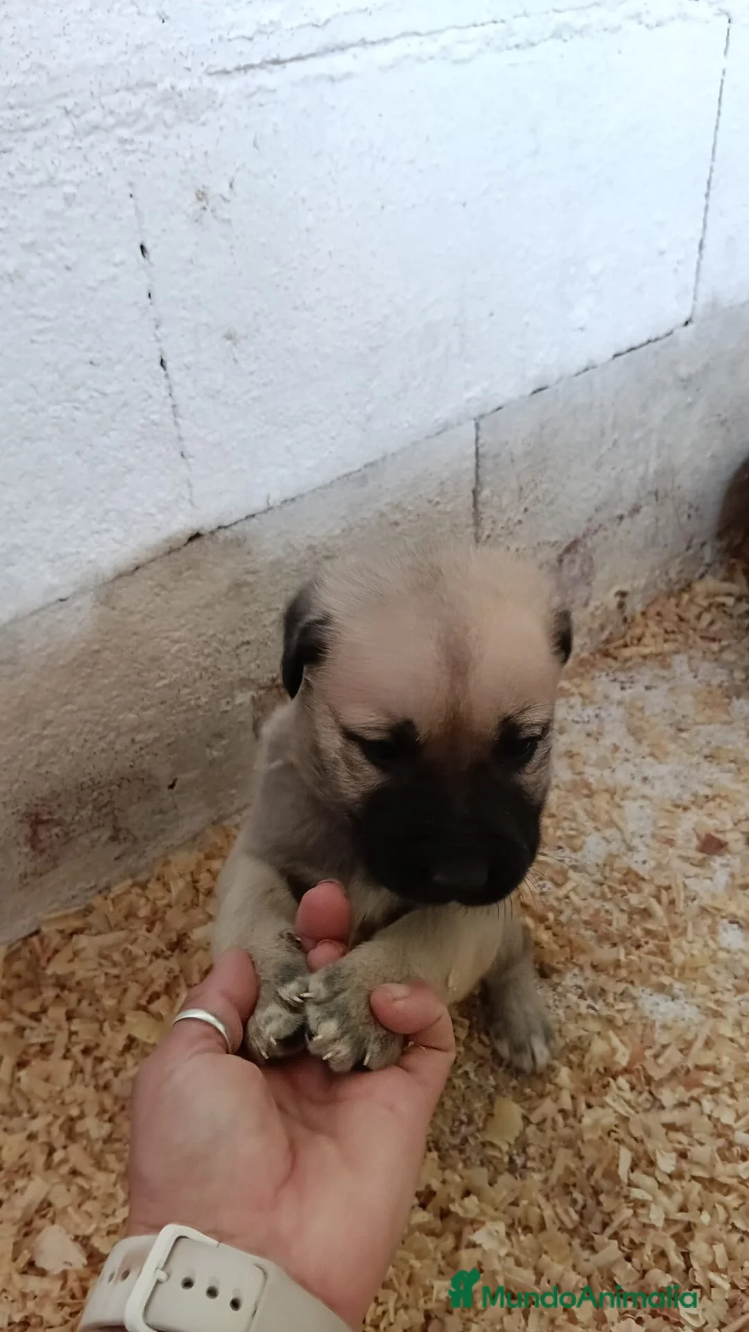 Mastín Español perros en venta: Macho Mastín Español - Anuncio 1