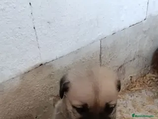 Mastín Español perros Macho Mastín Español - Anuncio 3