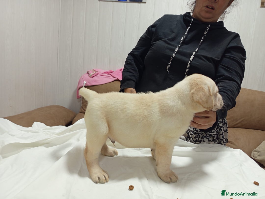 Labrador Retriever perros en venta: Labrador retriever dorado y chocolate  - Anuncio 5